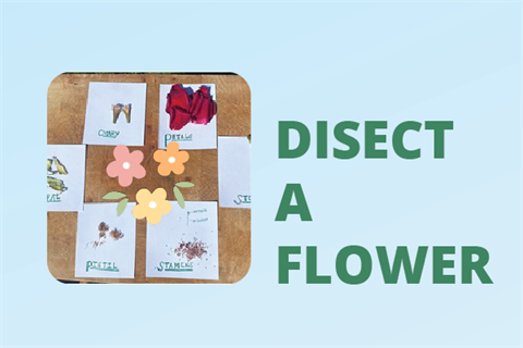 Disect a flower activity.